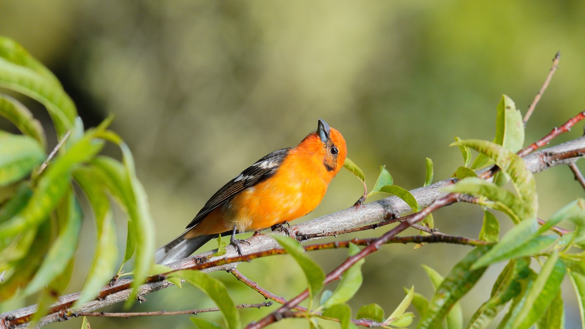 Flame-colored Tanager - Yuting Deng