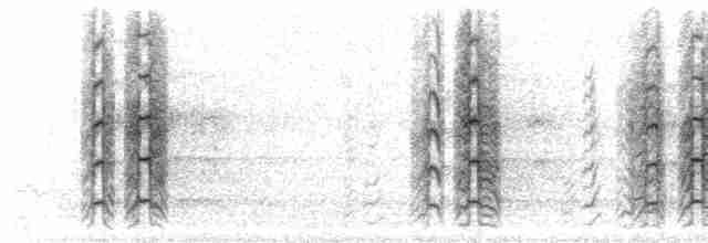  - Cuban Parrot (Cuban)