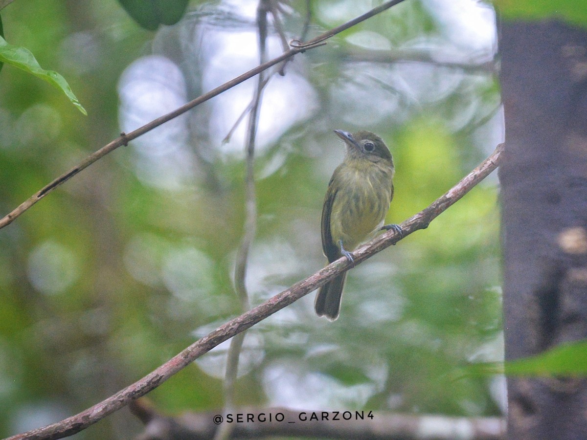 Western Olivaceous Flatbill - ML520366391