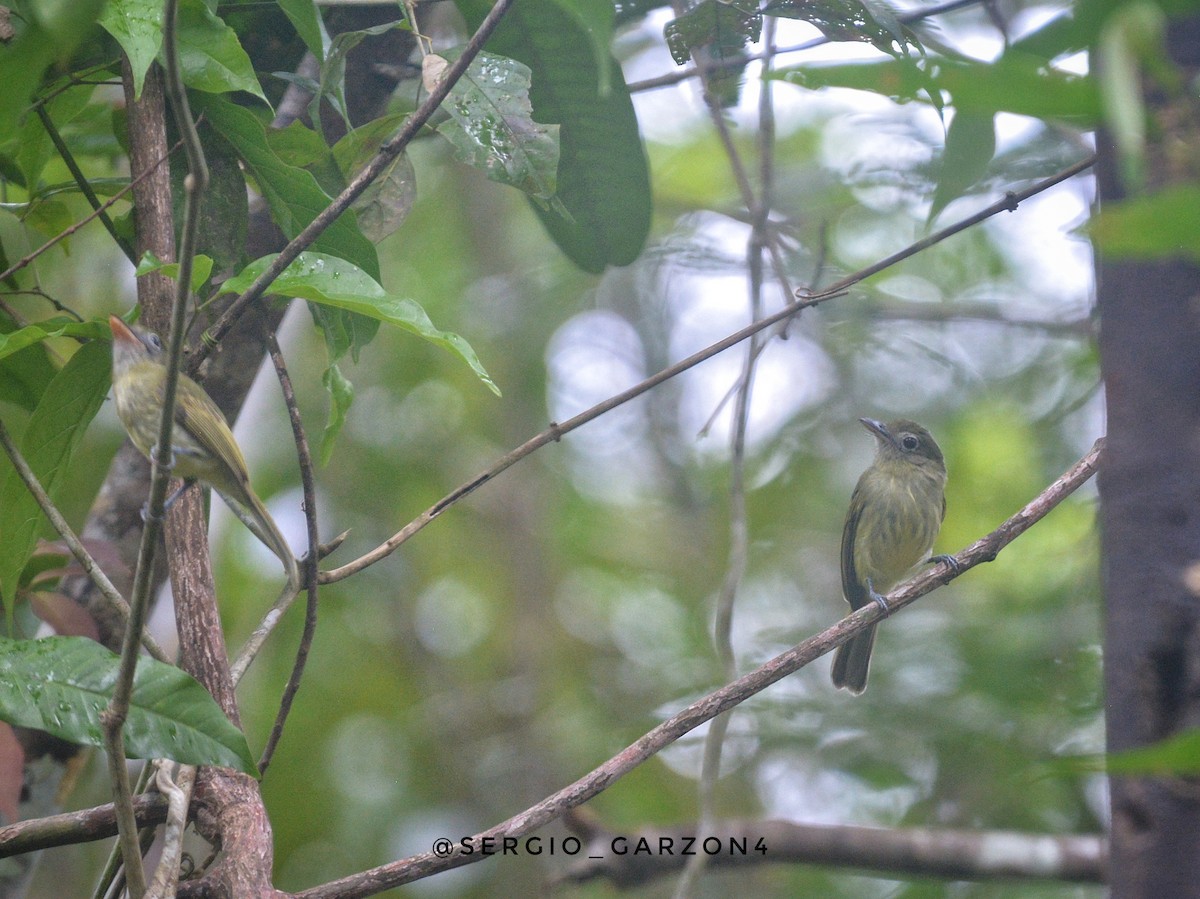 Western Olivaceous Flatbill - ML520366401