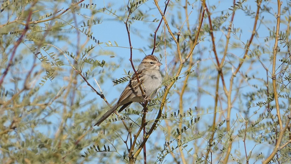 Chipping Sparrow - ML520367621