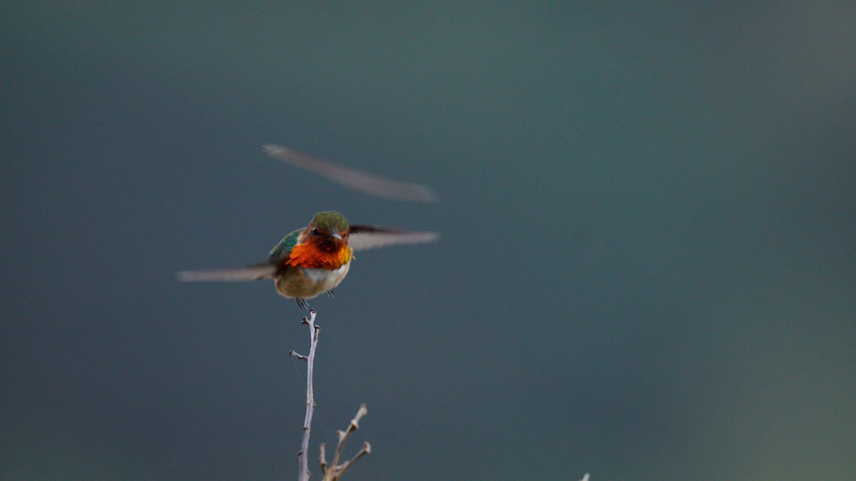 Scintillant Hummingbird - Yuting Deng