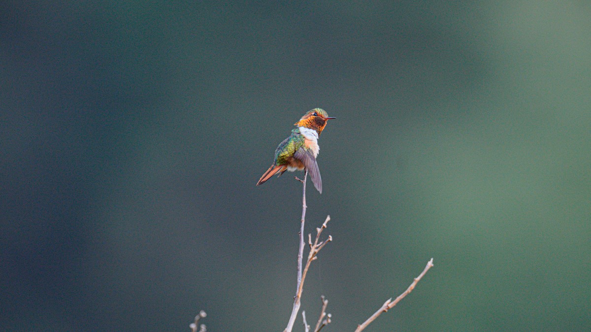 Scintillant Hummingbird - ML520367721