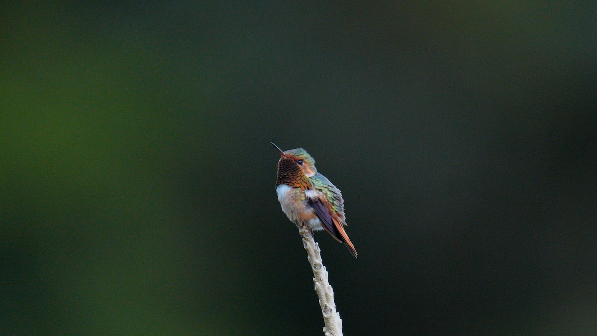 Scintillant Hummingbird - Yuting Deng