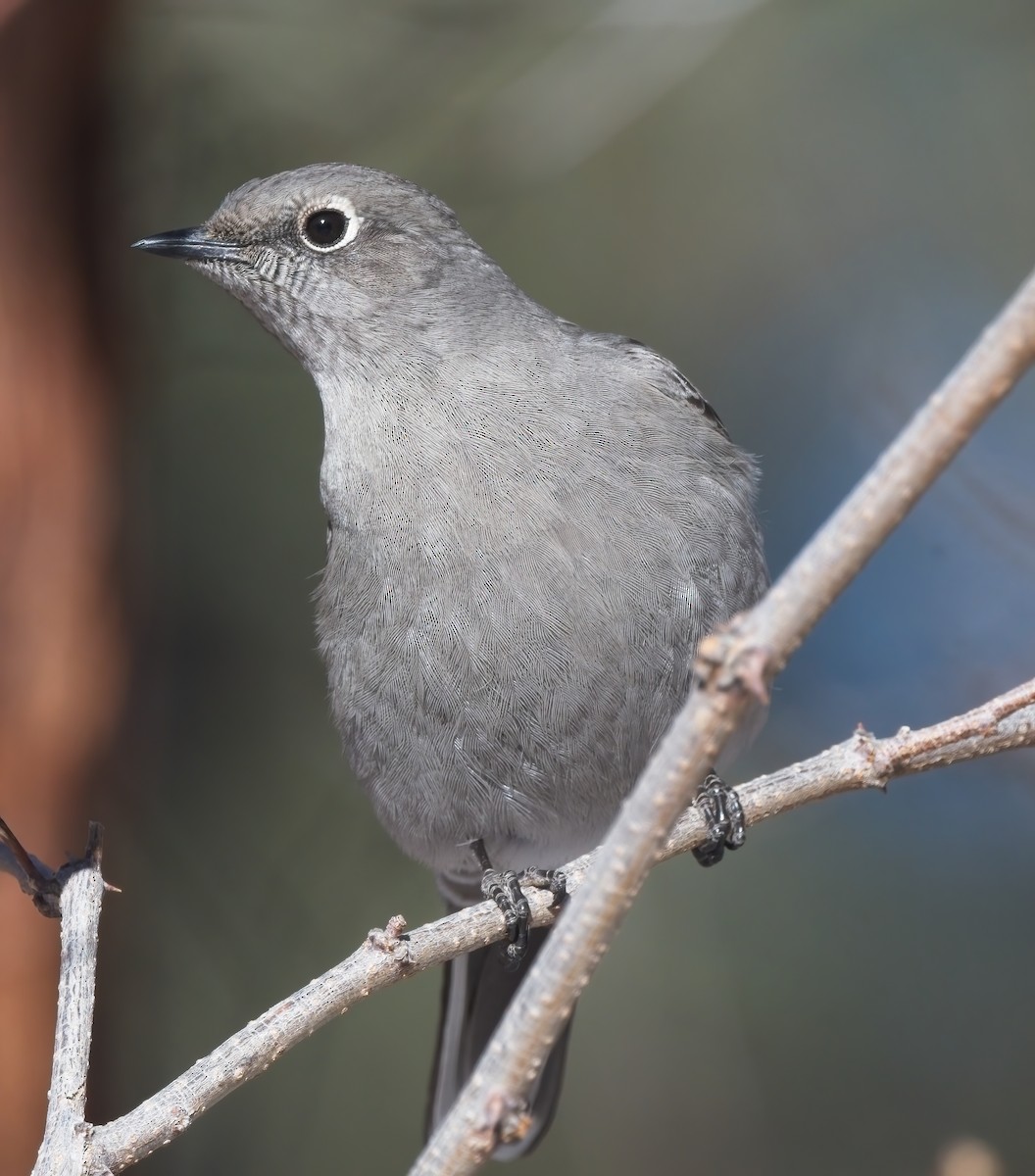 Townsend's Solitaire - ML520369391