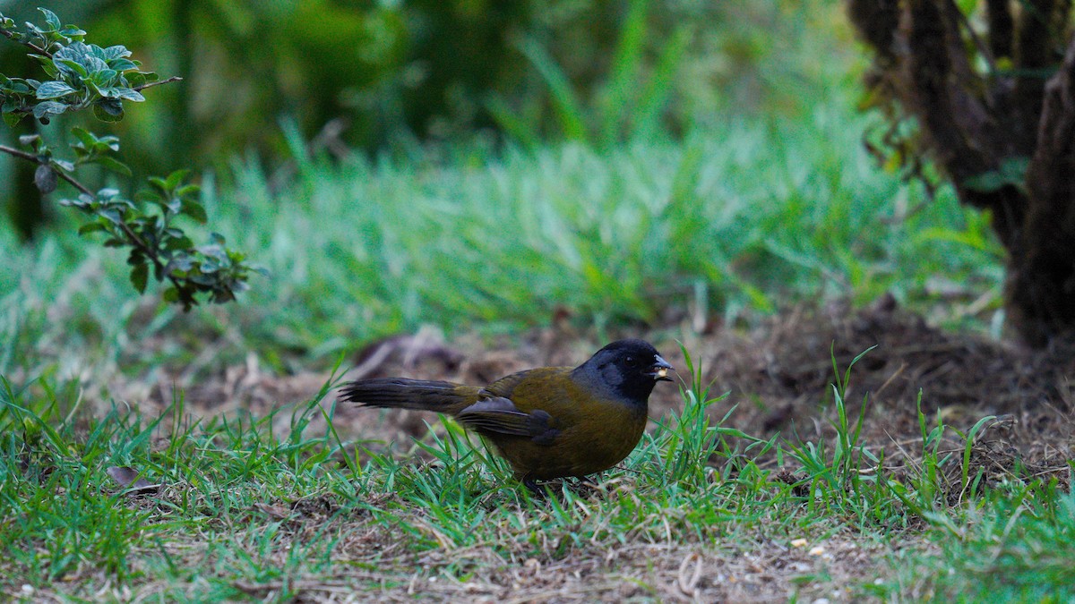 Large-footed Finch - ML520370201