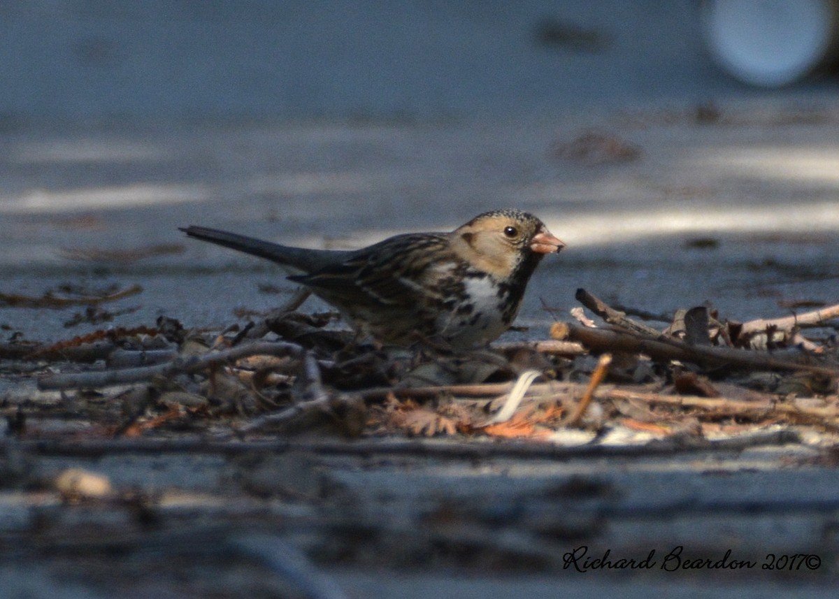Harris's Sparrow - Richard Beardon