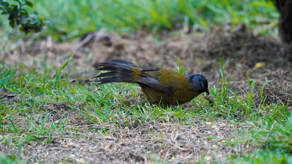 Large-footed Finch - ML520370211
