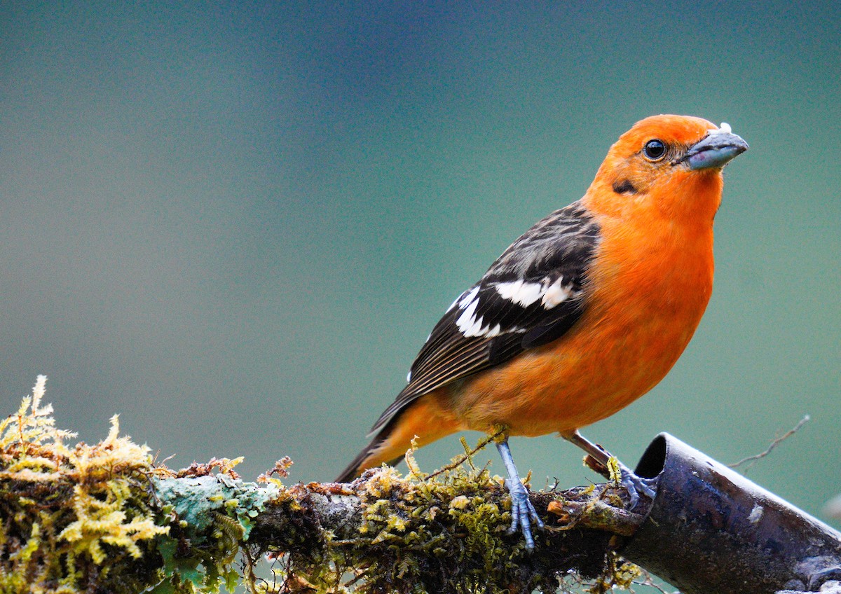 Flame-colored Tanager - ML520371001