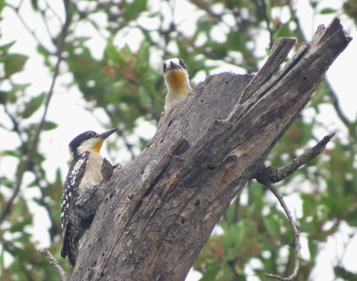 White-fronted Woodpecker - ML520373391