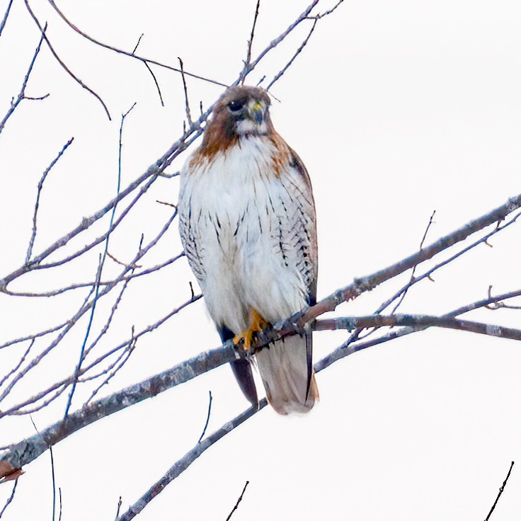 Red-tailed Hawk - ML520374011