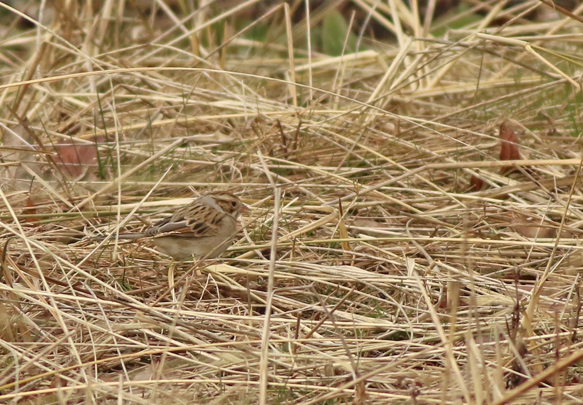 Clay-colored Sparrow - ML520375771