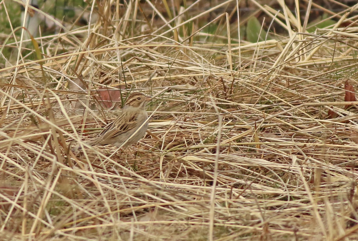 Clay-colored Sparrow - ML520375781