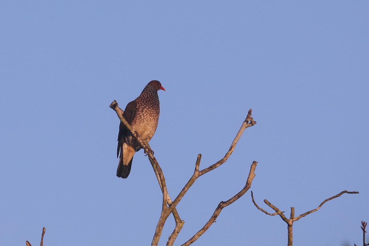 Scaled Pigeon - ML520377921