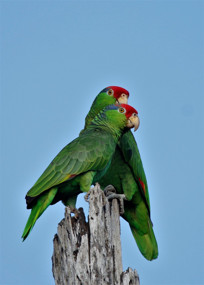 Red-crowned Parrot - Madeleine Sandefur