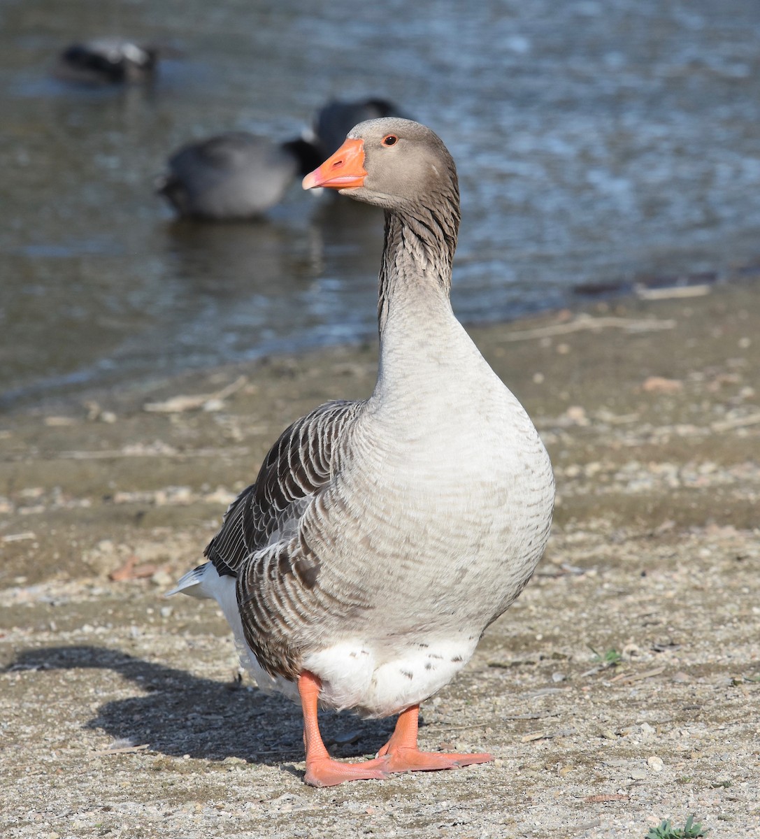 Graylag Goose (Domestic type) - ML52038341