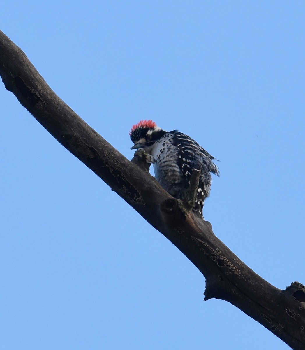 Nuttall's Woodpecker - ML52038401