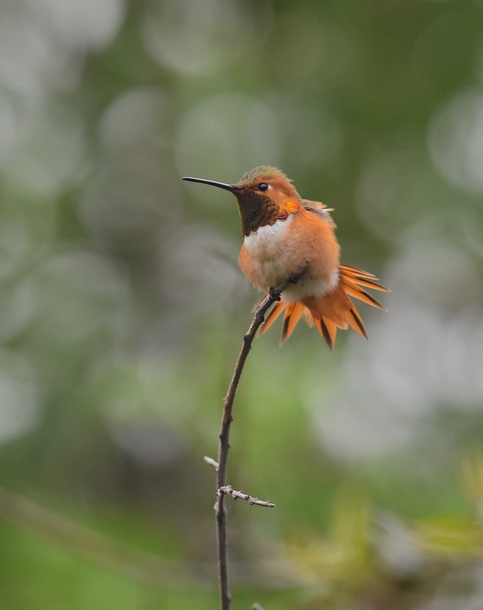 Allen's Hummingbird - Giovanni   Pari