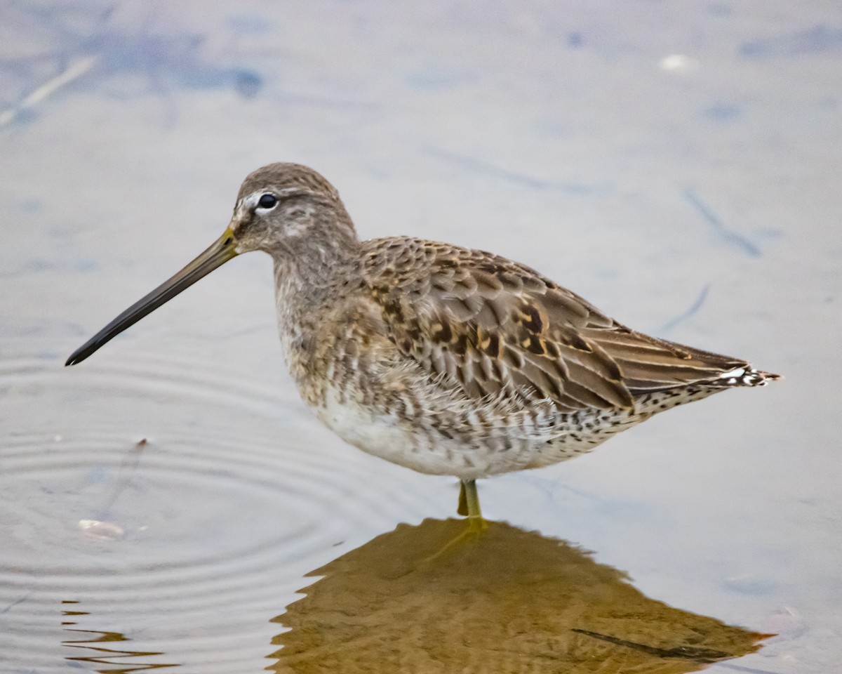 Long-billed Dowitcher - ML520385531