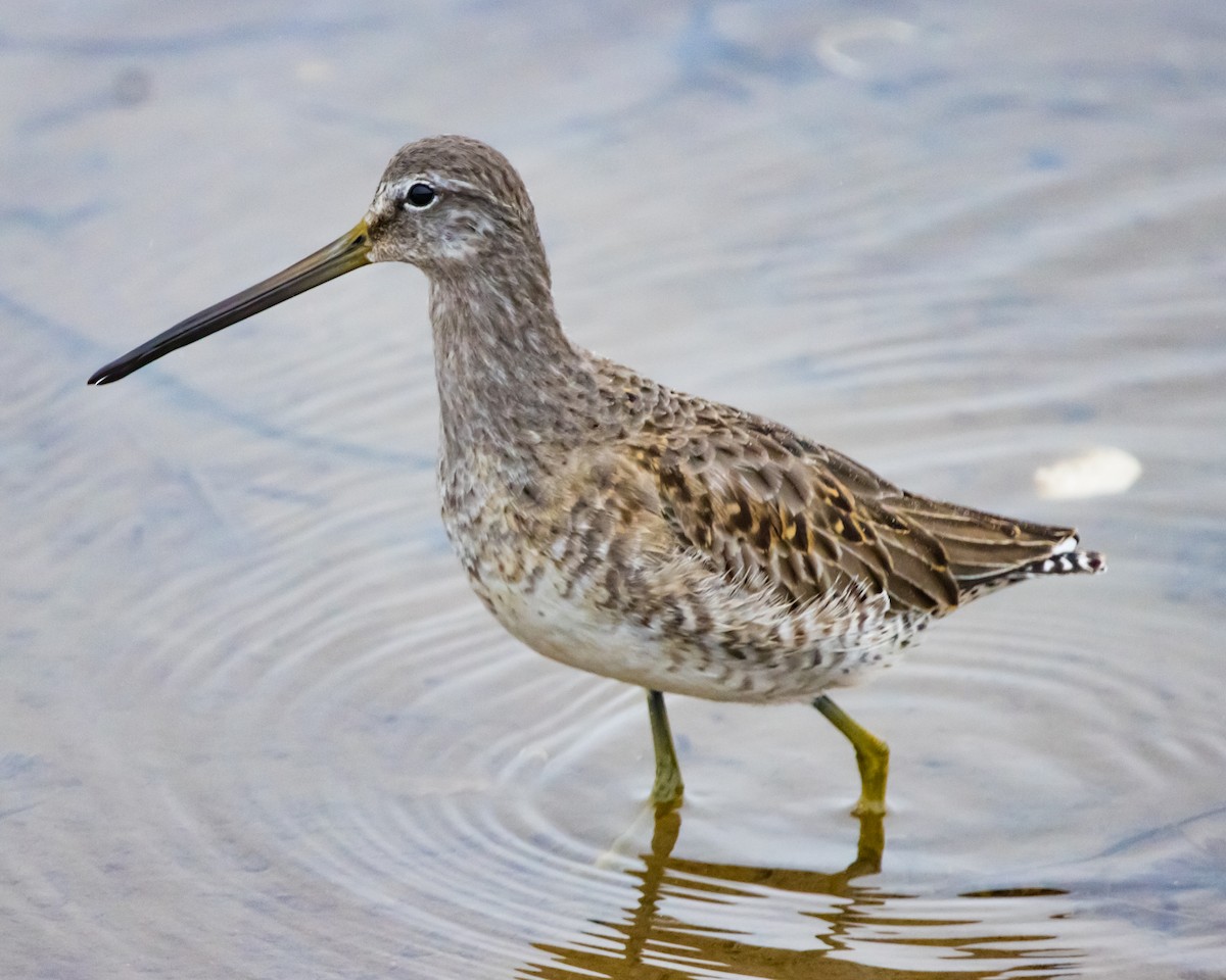 Long-billed Dowitcher - ML520385801