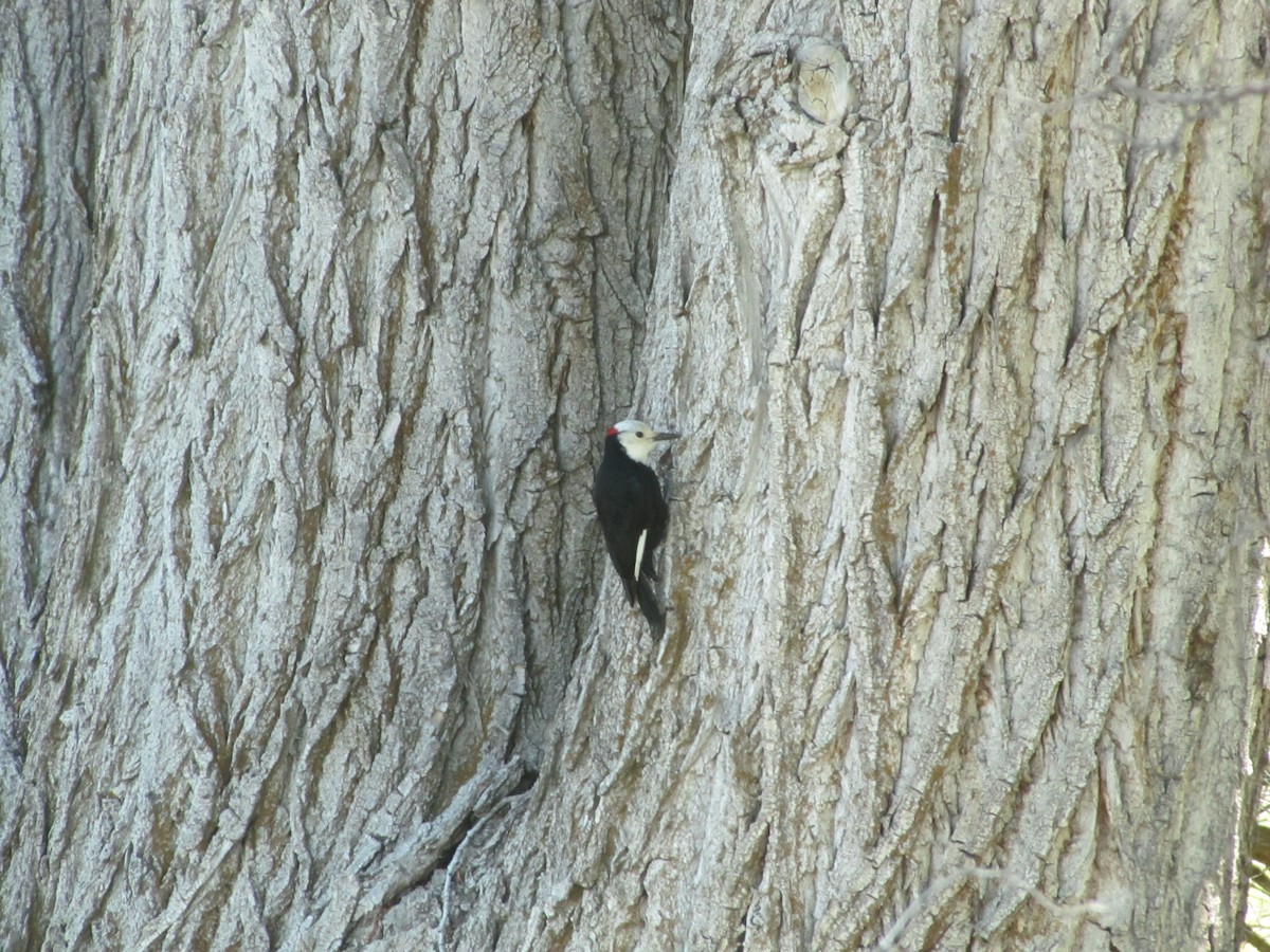 White-headed Woodpecker - Adrian Hinkle
