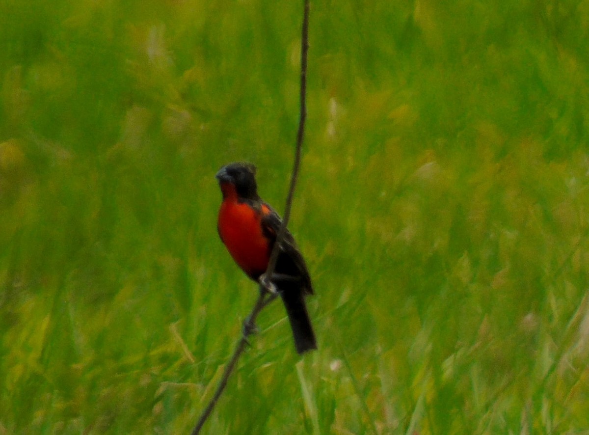 Red-breasted Meadowlark - ML520390641