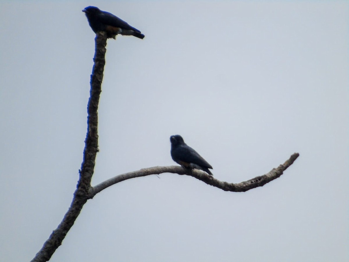 Swallow-winged Puffbird - ML520390871