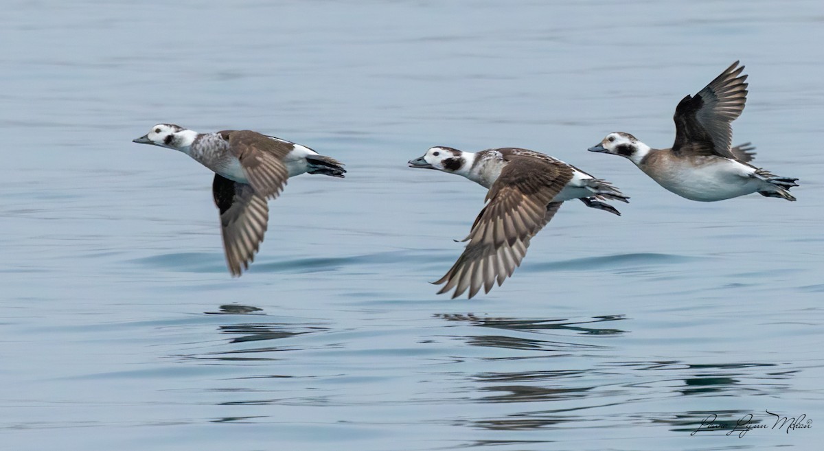 eBird Checklist 4 Jan 2023 SarniaPoint Edward Waterfront Park 5