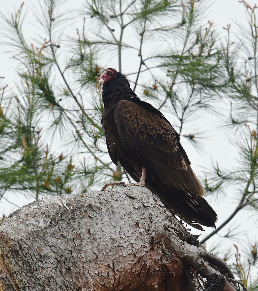 Turkey Vulture - ML52039491