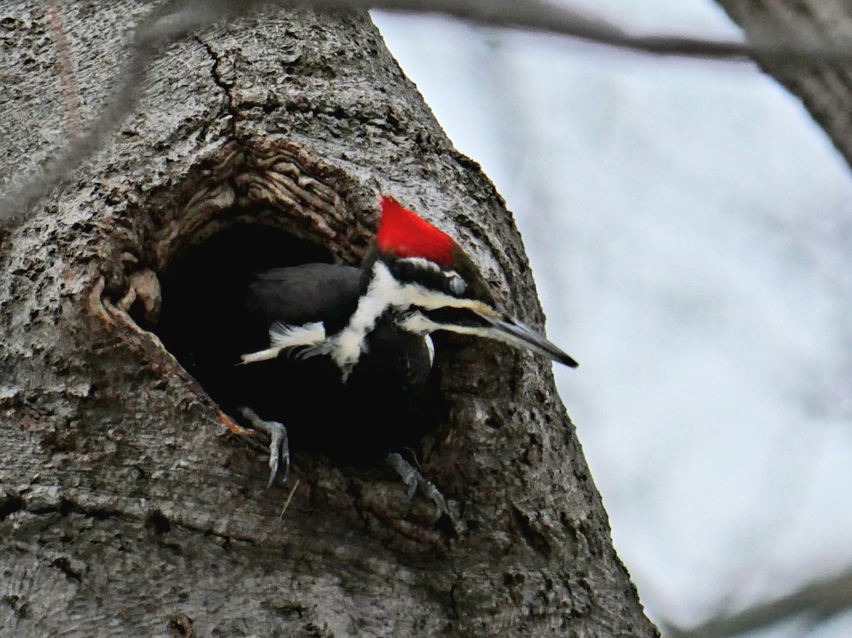 Pileated Woodpecker - Cécile Charlton