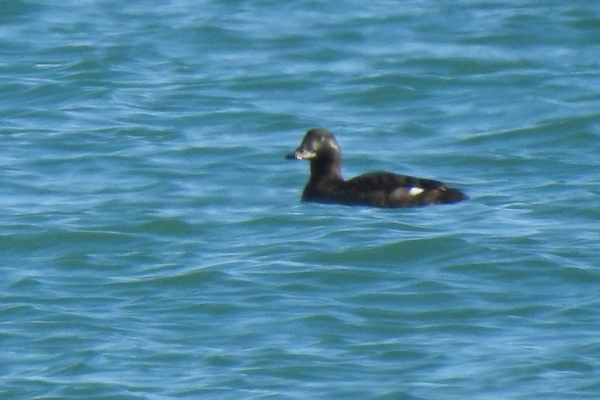 eBird Checklist - 4 Jan 2023 - Delta de l'Ebre PNat--Hemidelta S Area ...