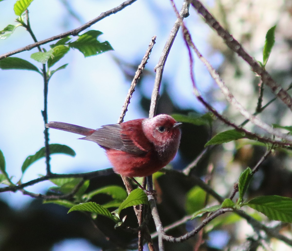 Pink-headed Warbler - ML520404501
