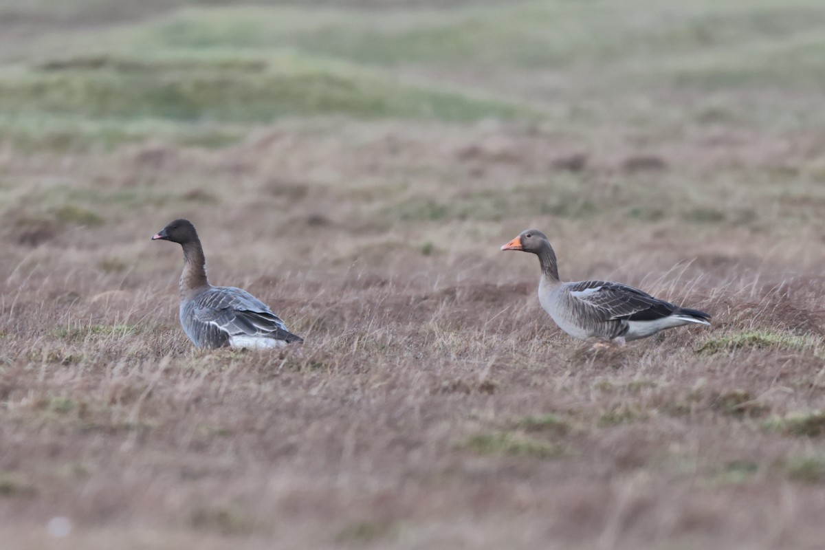 Pink-footed Goose - ML520405461
