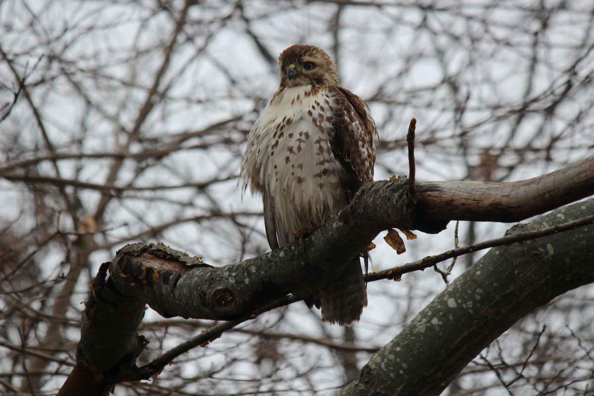 Red-tailed Hawk - ML520410341