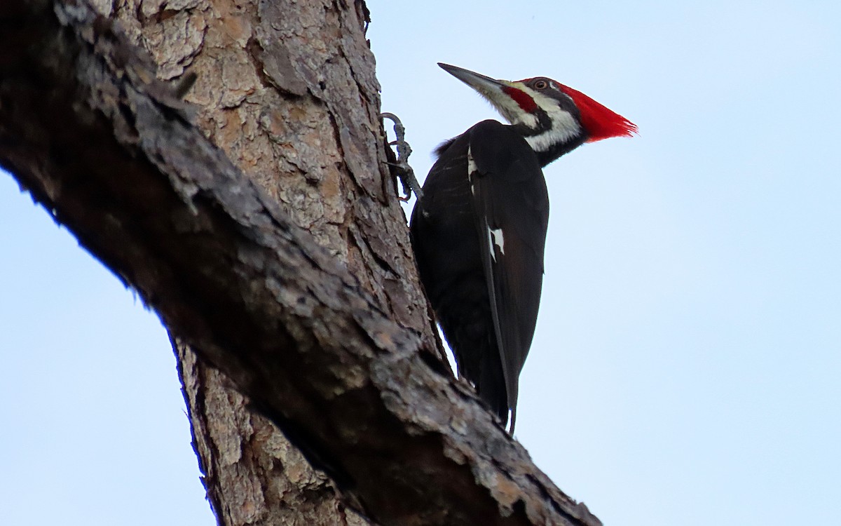 Pileated Woodpecker - ML520410721