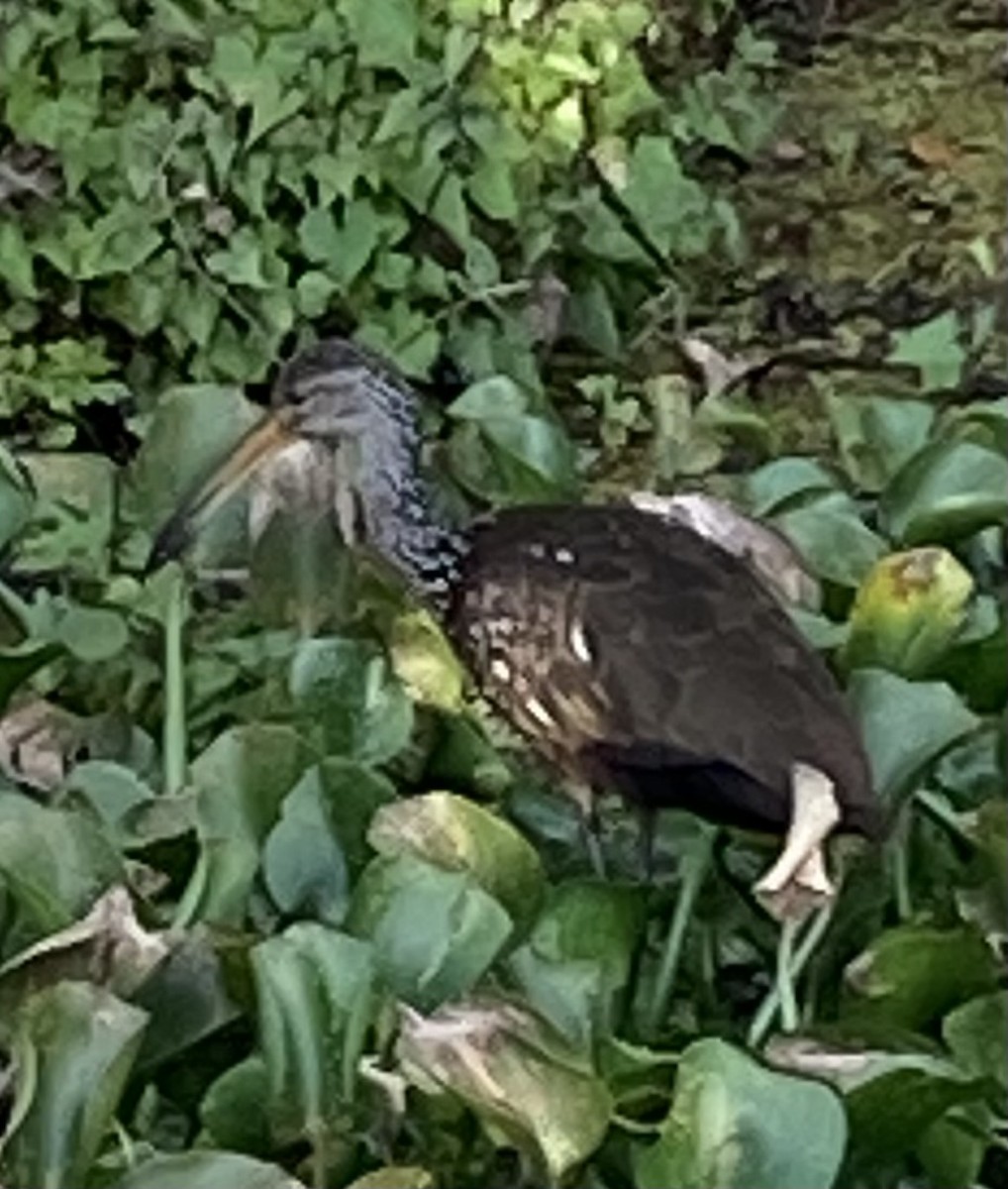 eBird Checklist 4 Jan 2023 Lettuce Lake County Park 19 species