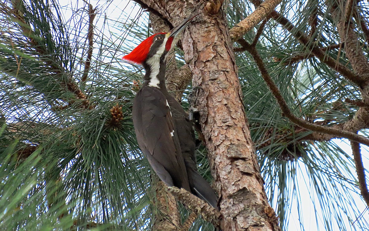 Pileated Woodpecker - ML520415431