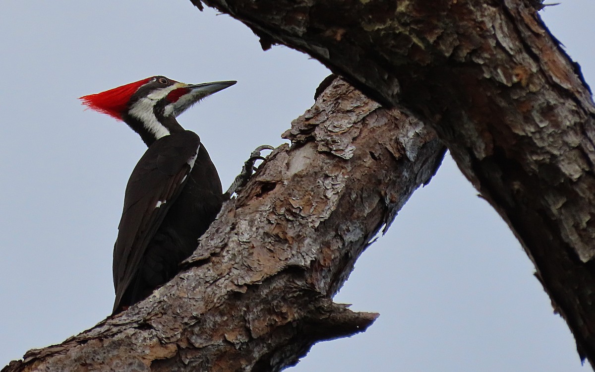 Pileated Woodpecker - ML520415561