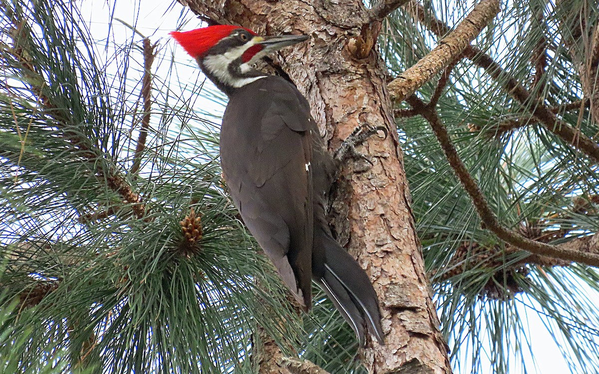 Pileated Woodpecker - ML520415721