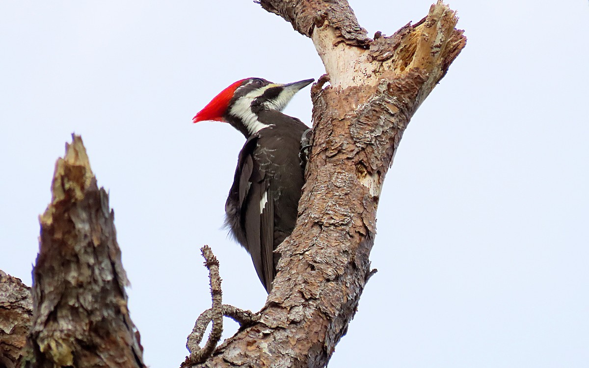 Pileated Woodpecker - ML520415841