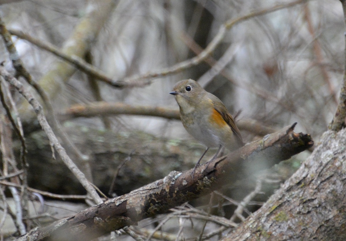 Red-flanked Bluetail - Logan Southall