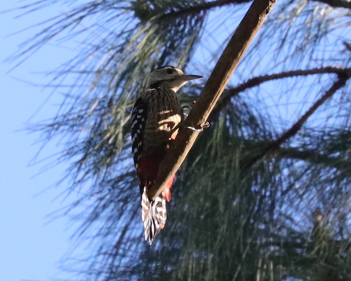 Stripe-breasted Woodpecker - ML520422321