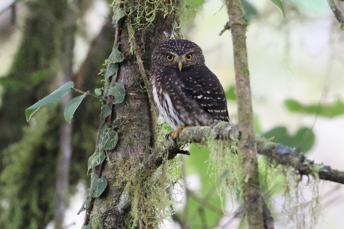Andean Pygmy-Owl - ML520422891
