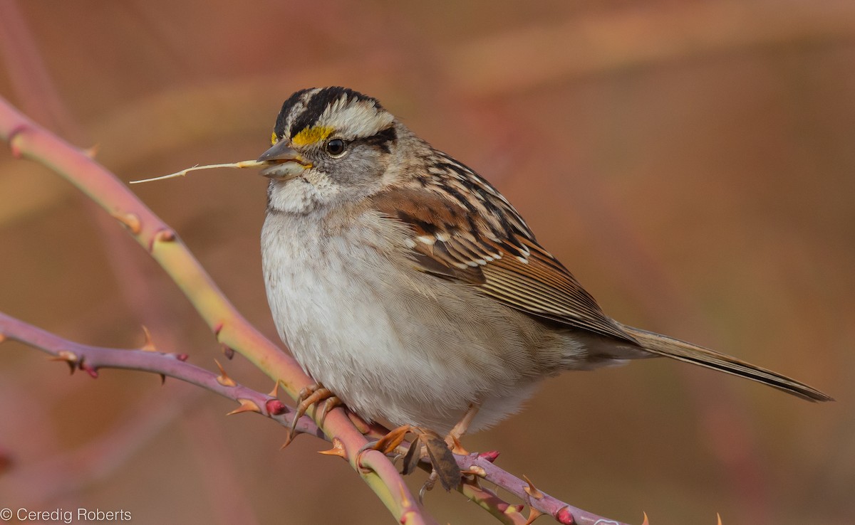 White-throated Sparrow - ML520423331