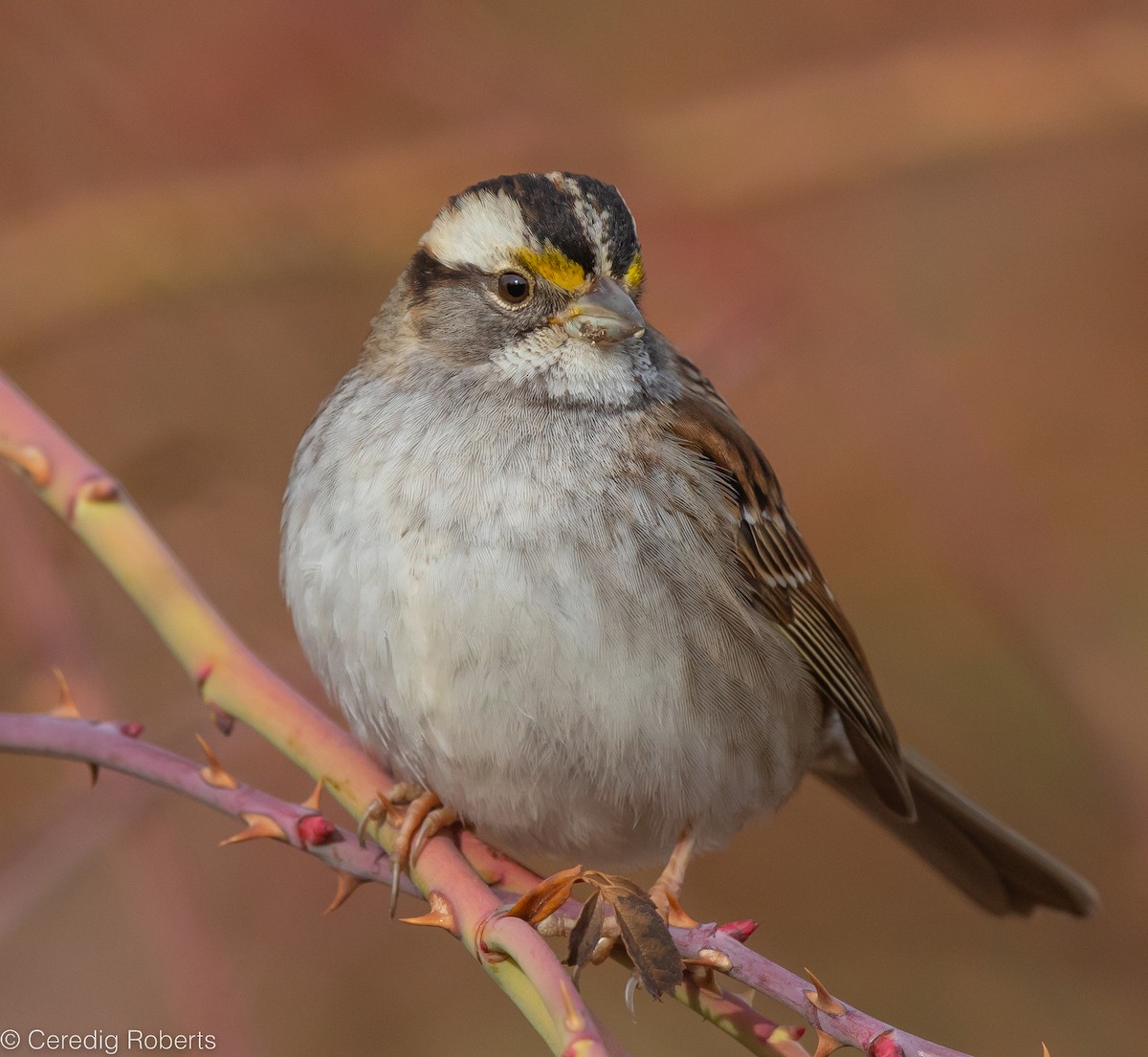 White-throated Sparrow - ML520423341