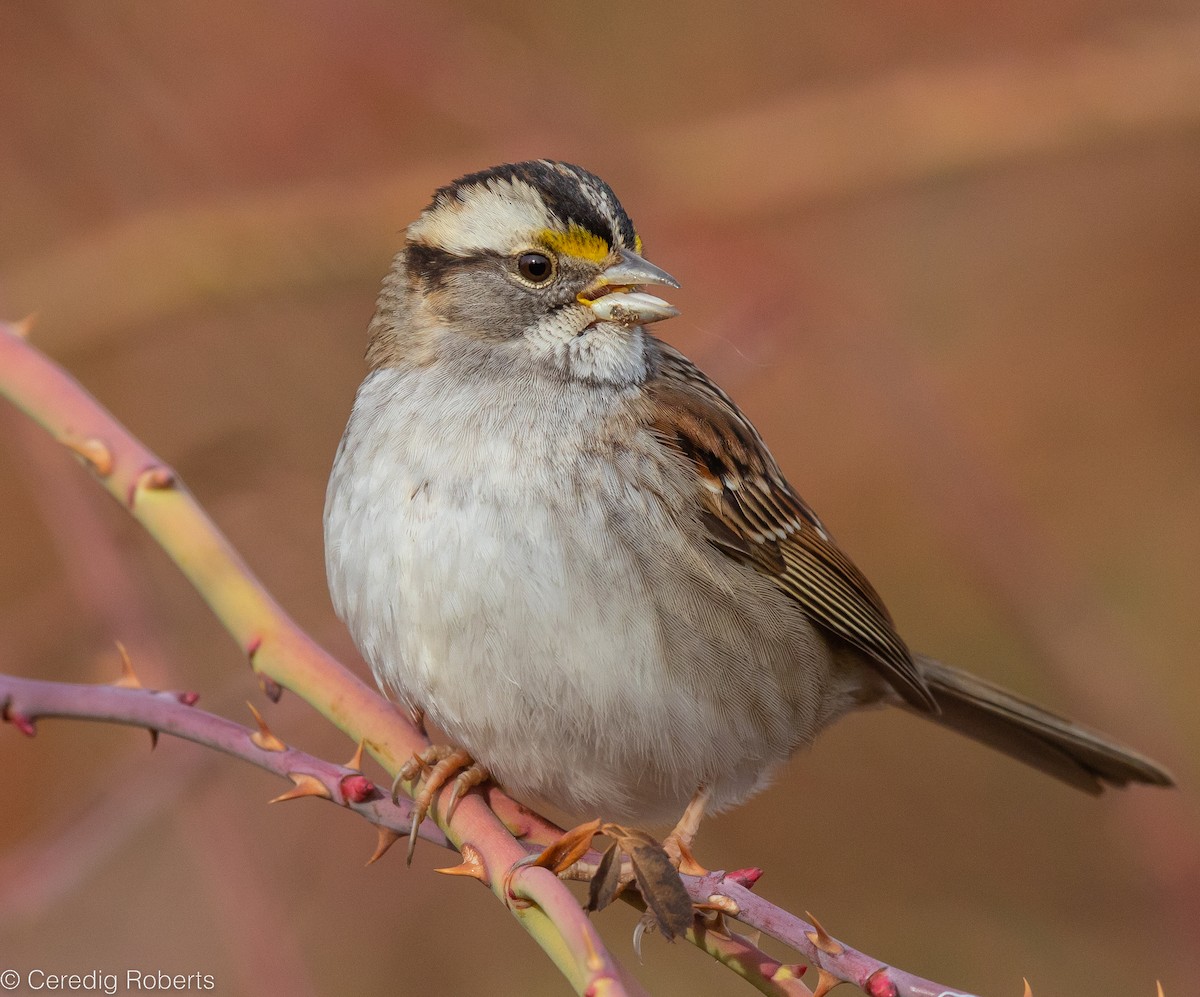 White-throated Sparrow - ML520423351