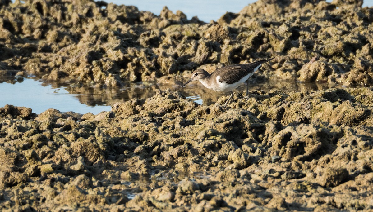 Common Sandpiper - Forest Botial-Jarvis