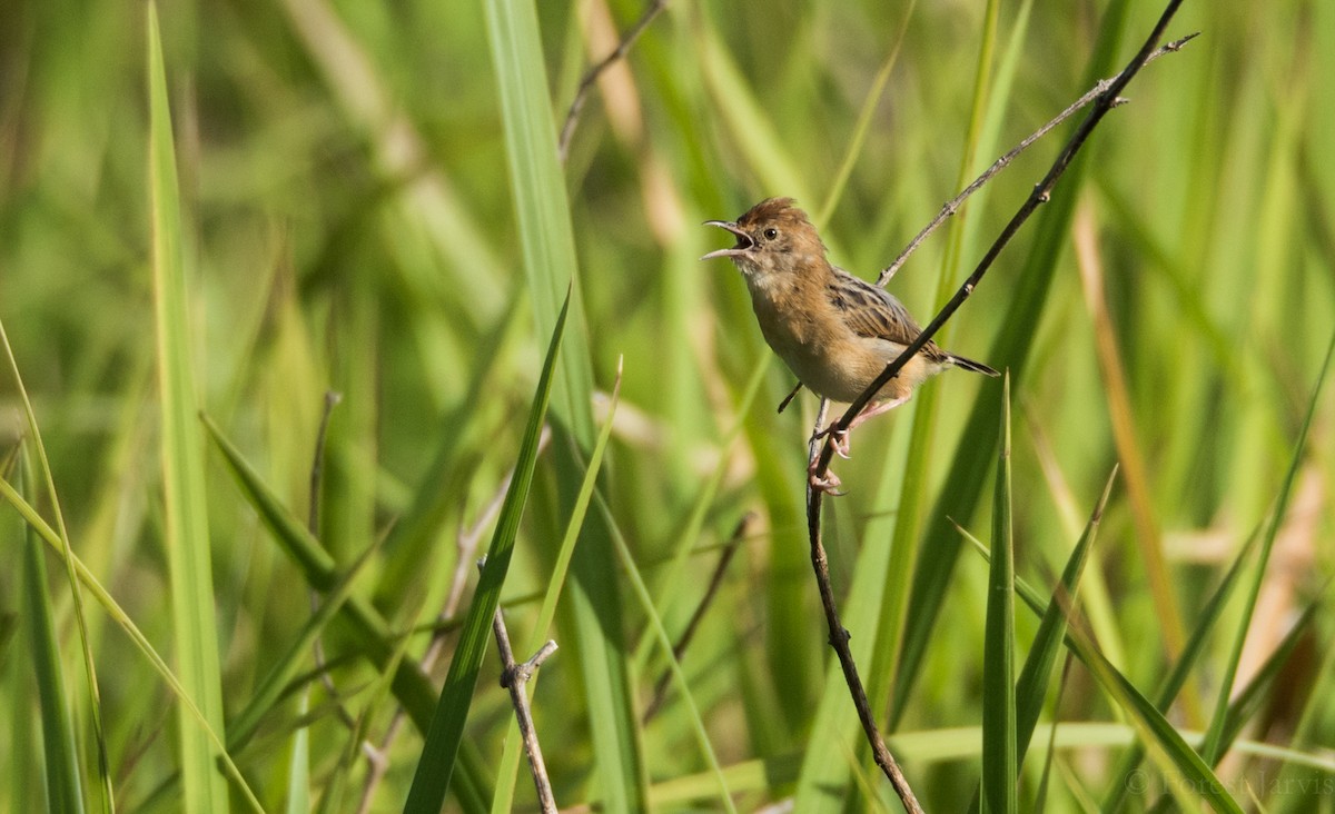 Golden-headed Cisticola - Forest Botial-Jarvis