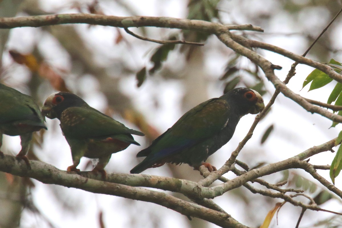 White-crowned Parrot - ML52043311