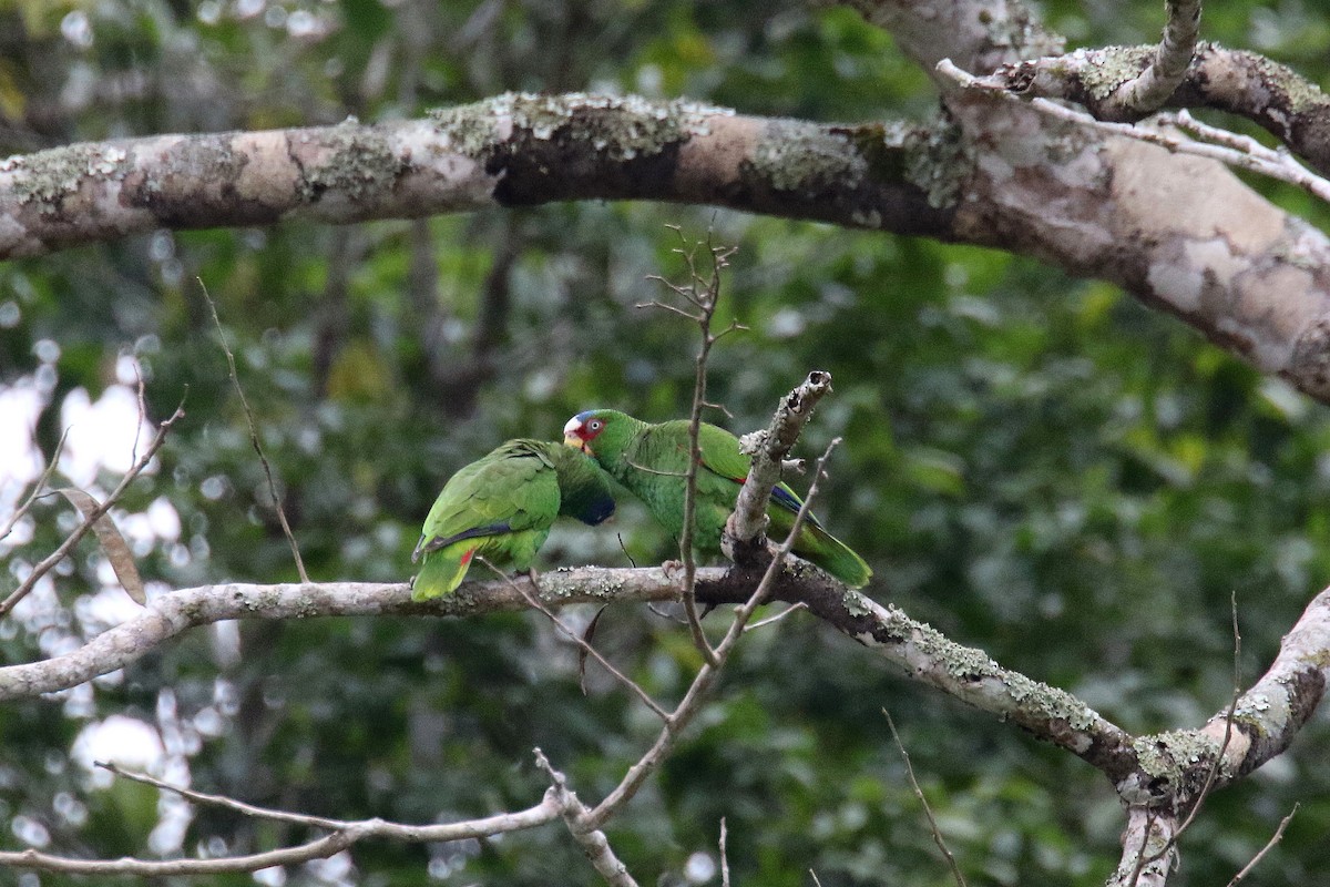 White-fronted Parrot - ML52043621